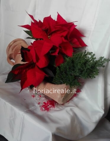 stella natale in vaso media