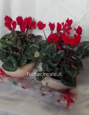 ciclamini in vaso varie misure