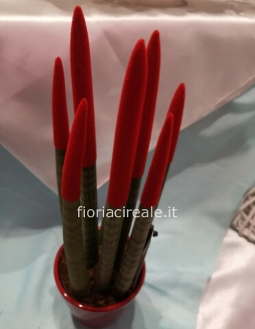 pianta san severa colorata