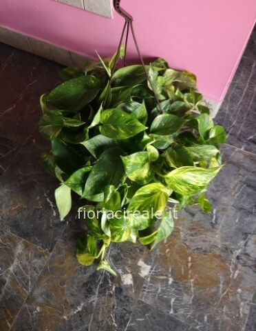 pianta photos basket