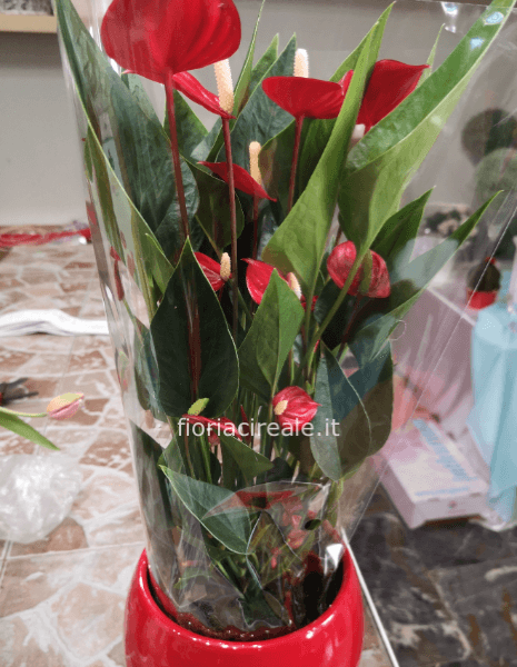 pianta hanturium rosso con vaso ceramica