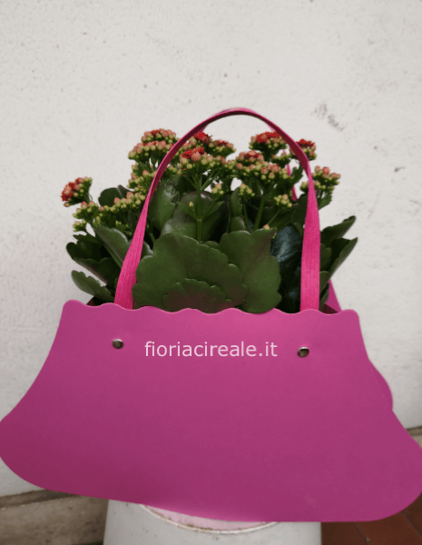 composizione  3 piante di calancole con borsa