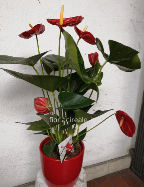 hanturium con vaso ceramica