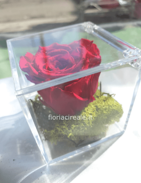 composizione rosa stabilizzata in cubo plessi Glass