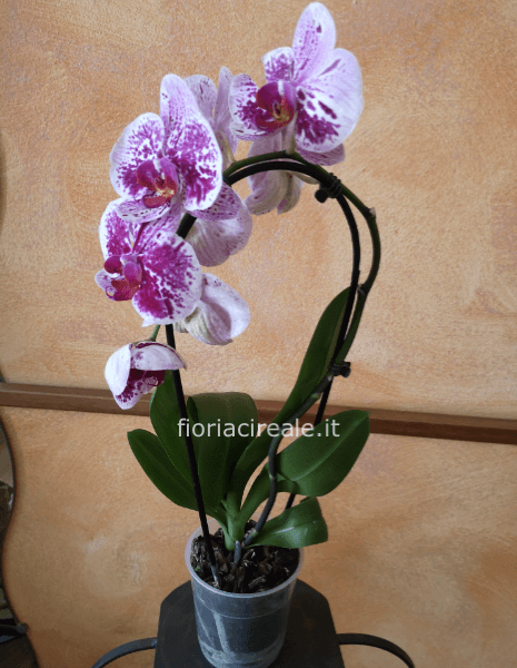 orchidea phalaenopis arco
