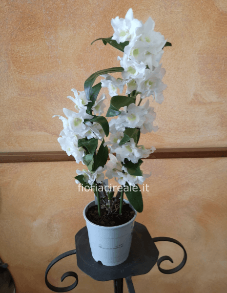 orchidea d'entropion