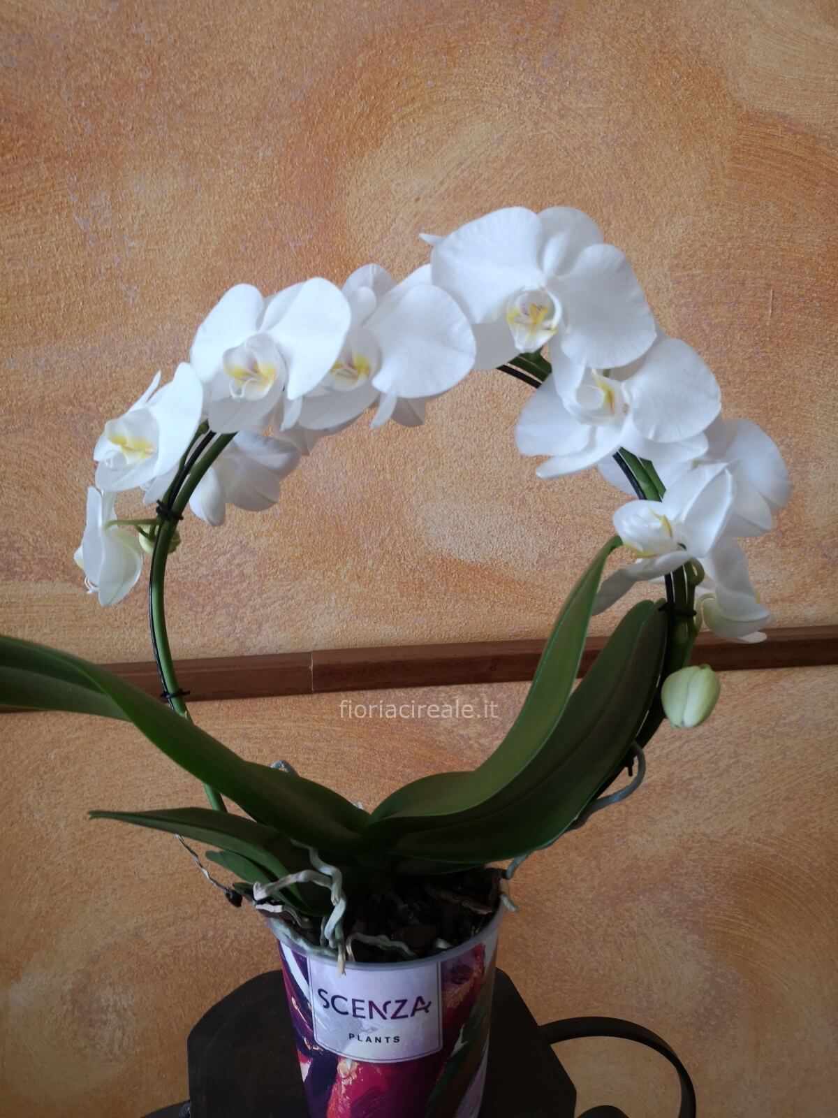 Orchidea Phalenopsis H 40/50 a due steli con vaso - 3 colori Sconti per  Fioristi, Wedding e Aziende - San Michele di Ganzaria (Catania)